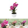 Realistic Silk Phalaenopsis Artificial Plant For Indoor Decoration And Photography Backgrounds