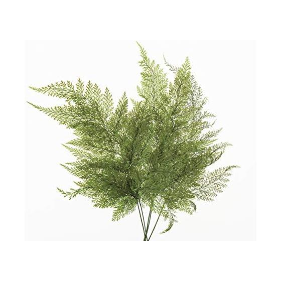 Daichi Farm Preserved Flower Tavaria Fern Green Approx. 30-35cmL 5 Pieces DO003720-700