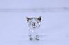Castle Enterprises Cute Glass Good Hard Year of the Large Craft, Luck, Gold, [Zodiac Dog]