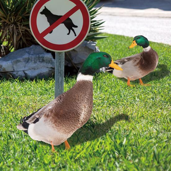 Dekoracja Kaczka Realistyczna Żywa Ozdobna Dwustronny Nadruk Rustykalna Akrylowa Statua Ogrodowa Drobiu na Podwórko