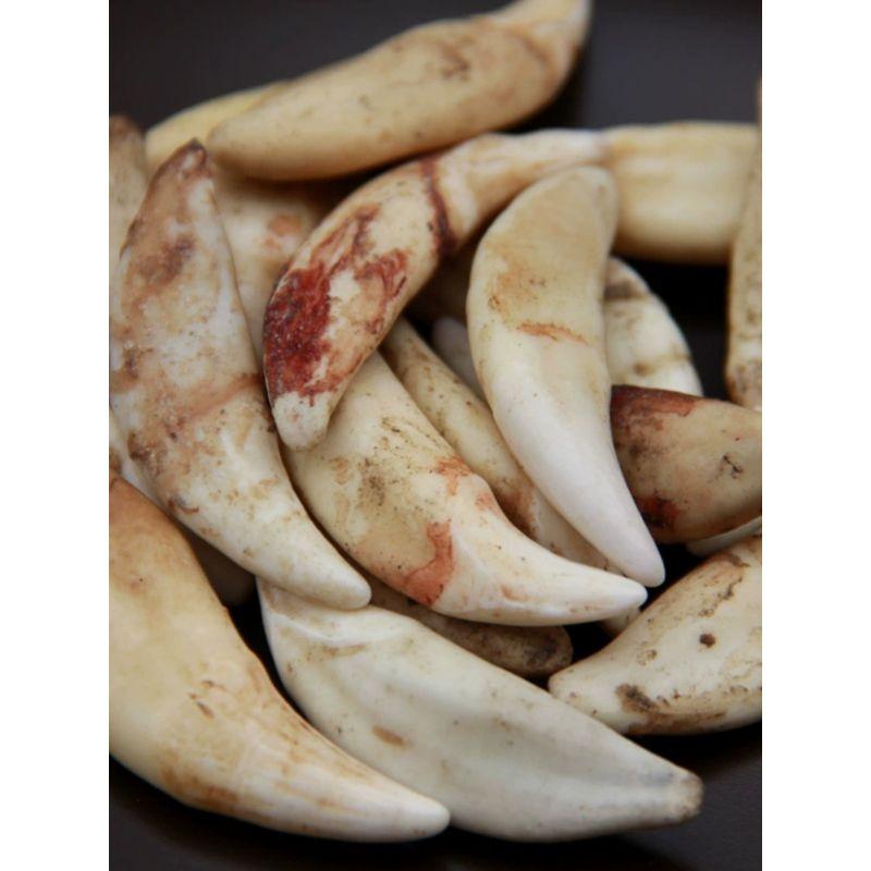 

Настоящее ожерелье из зубов черной собаки, парный кулон в виде волчьего зуба, детское украшение из зубов тибетского мастифа, браслет, мужские и женские ювелирные изделия из кости и зубов 3.5cm bleach (send red rope)