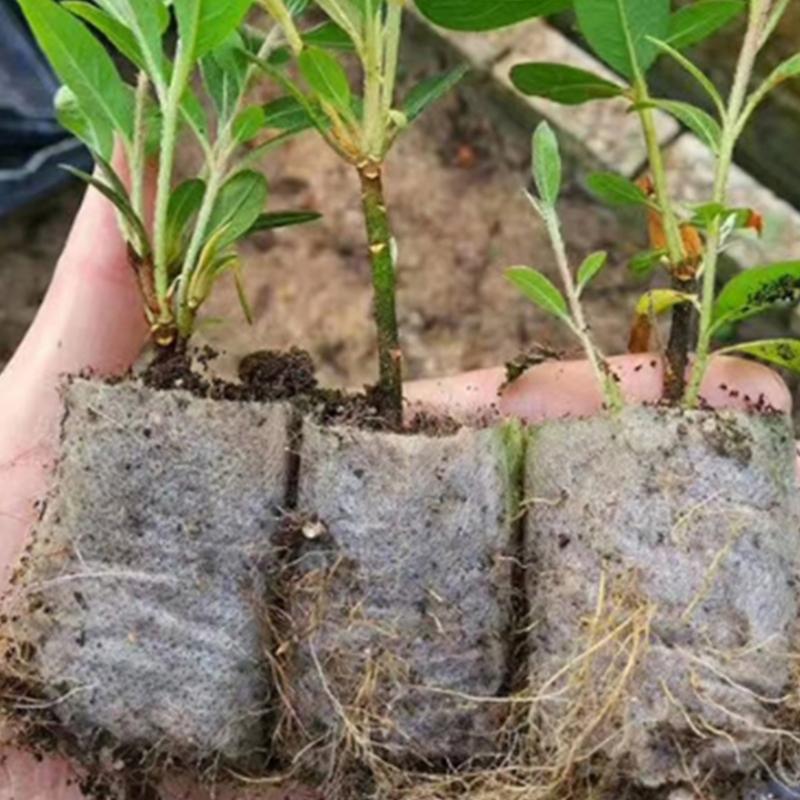 100Pcs Fabric Pots Large Plant Pot Garden Supplies Fabric Planter Grow Bags Small Plant Nonwoven Seedling Bag