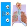 Modello Anatomico del Sistema Respiratorio Umano: Anatomia del Polmone con Alveoli Ingranditi