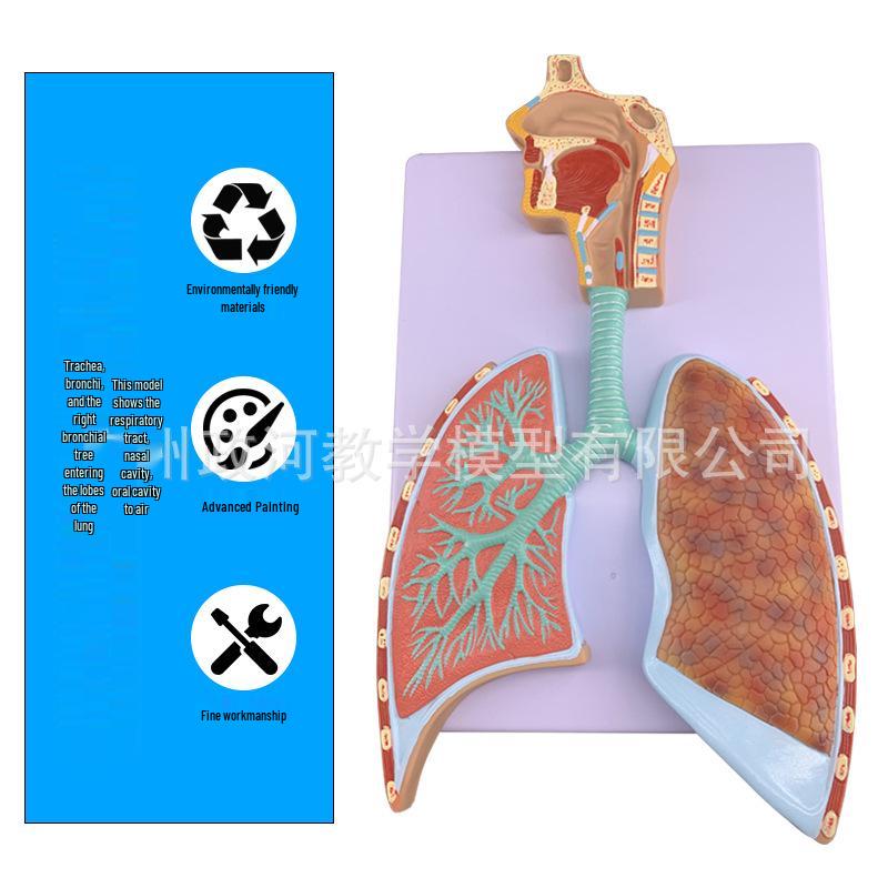 Modello Anatomico del Sistema Respiratorio Umano: Anatomia del Polmone con Alveoli Ingranditi