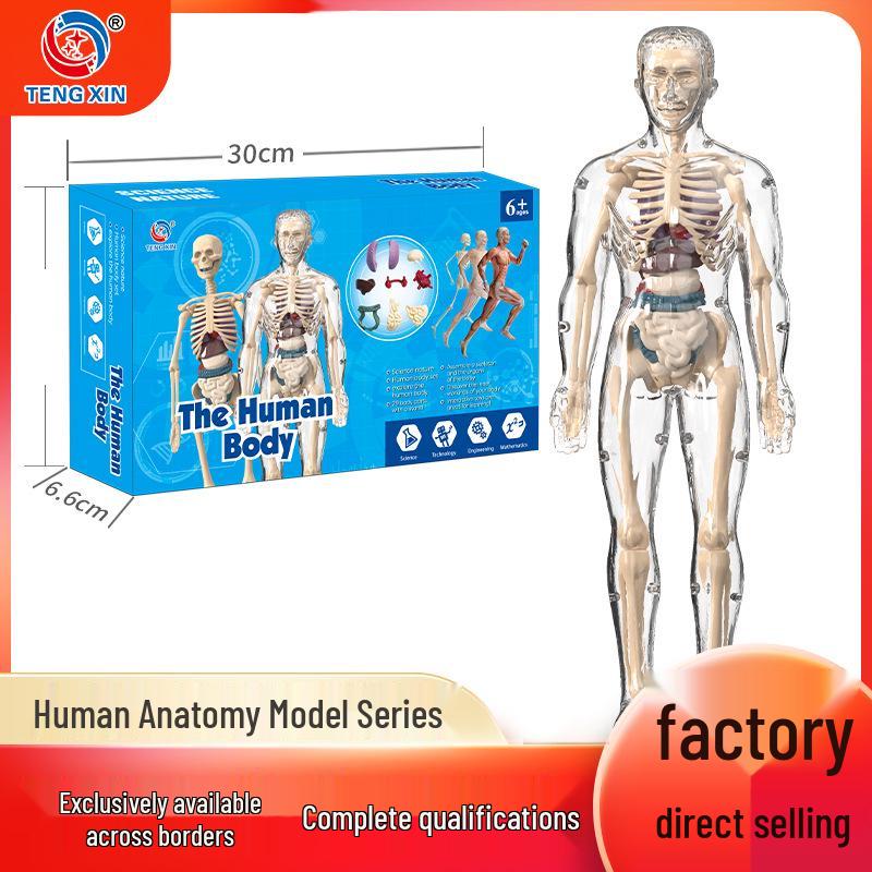 Kids' Educational Human Anatomy Model: Assembled Skeleton & Organ Teaching Aids.