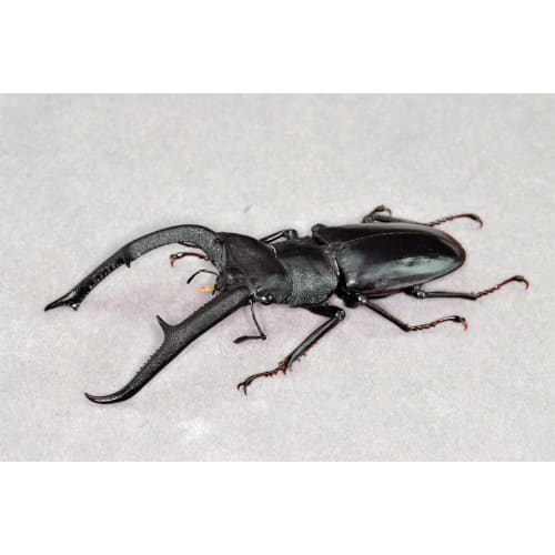 BACALYSO | Nirvana 1/1 Scale Mandibularis Stag Beetle Figure, Magnetic Refrigerator Ornament, Illustrated Guide to Wild Insects, Summer Beetle, King o