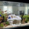 Lifelike Dinosaur Landscape Ornament 3D Printed Fish Hollow Shelter Fish Tank Ornament  Terrarium