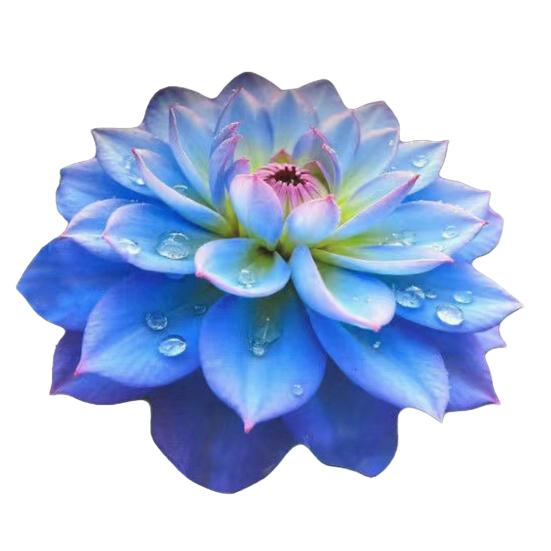 

80/100СМ 3D Суккуленты Ковер Нескользящий Впитывающий Быстросохнущий Плюшевый Коврик для Пола Гостиная Спальня Ванная Кухня Декоративный Ковер 80cm F