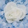 12-PCS Artificial Flower Wall Panel Blue White Silk Faux Dahlia Rose Hydrangea for Wedding Backdrop Party Decor Photo Booth
