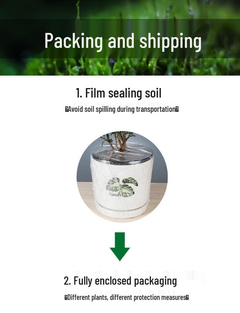 Jade Fan: Indoor Easy-Care Green Plant for Wealth & Blooms