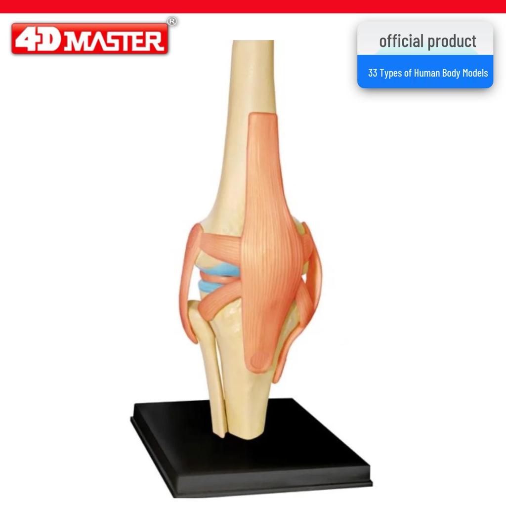 4D Knee Joint Ligament Anatomy Model for Medical Teaching