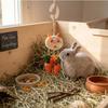 Produse pentru animale – Rozătoare