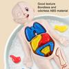 1 Set Interactive Human Body Model Kit 11 Analysis Cards Included Educational DIY Toy for Students Accessories