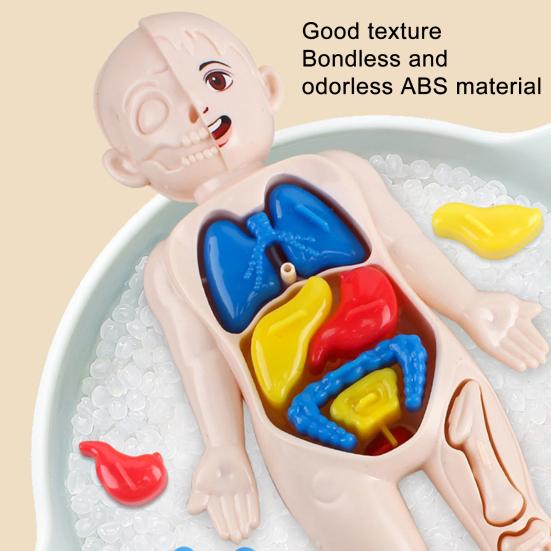1 набор интерактивных моделей человеческого тела — фото 8