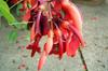 SAFLAX Cockspur Coral Tree - 6 Seeds - Erythrina Crista Galli