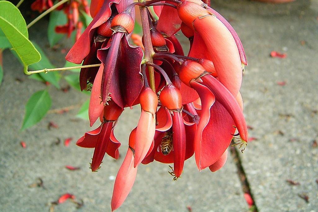 SAFLAX Cockspur Coral Tree - 6 Seeds - Erythrina Crista Galli