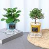 Lazy Hydroponic Flower Pot Automatic Water-Absorbing Flowerpot Transparent Plastic Self Watering Planter Office Desktop Decor