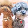 Japanese Style Camphor Wood Pet Collar - Insect Repellent for Cats & Dogs