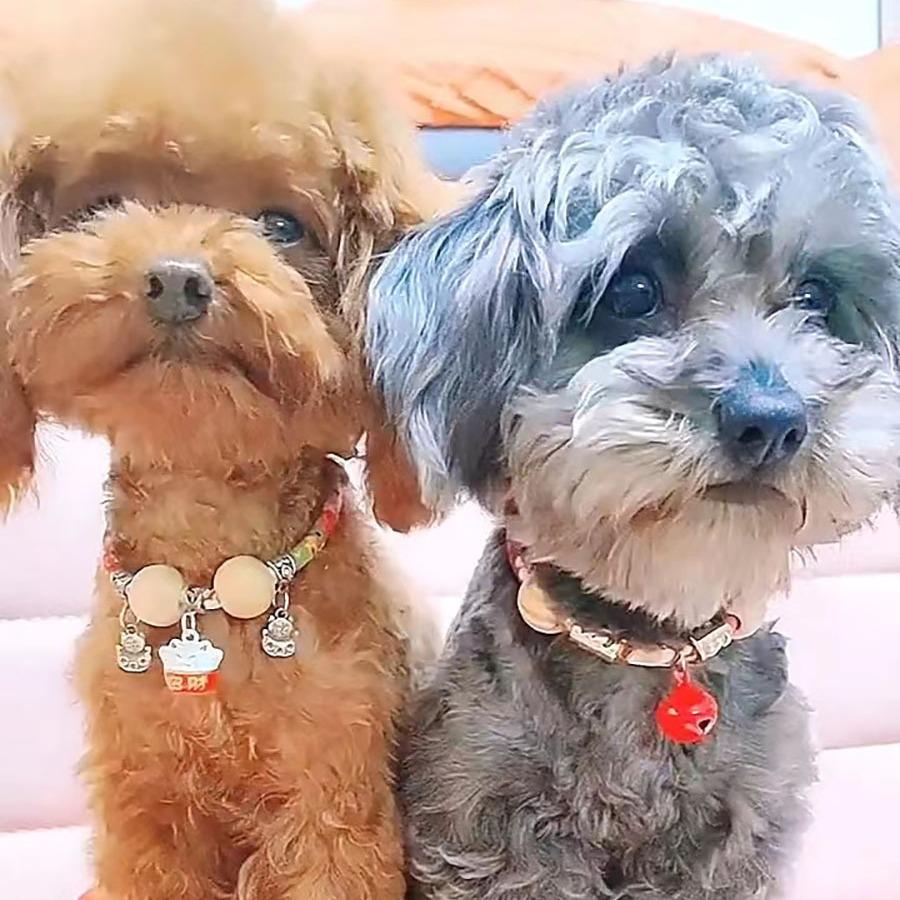Japanese Style Camphor Wood Pet Collar - Insect Repellent for Cats & Dogs