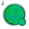 50Pcs Luminous Stones Fish Tank Aquarium Ornament Glow In The Dark Pebbles Outdoor Yard Lawn Path Walkways Decorations