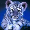 Ob_M_12 - Diamond Painting 30X30 - Zwierzeta, Lew