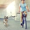 Cães – Colares e correias para cães