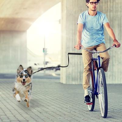 Honden – Halsbanden en hondenriemen
