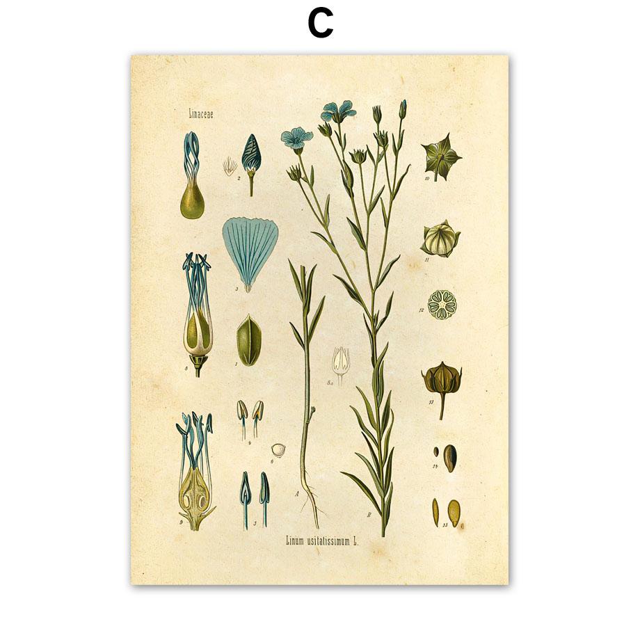Vintage Botanical Wall Art Antique Floral Prints Retro Poppy Daisy Dandelion Posters for Boho Living Room Bedroom Kitchen Decor 21X30CMNo Framed