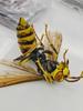 Original  Simulation Insect Realistic Wasp Myrmecia Bulldog Ant Premium Lifelike Collect Model Toys Gifts