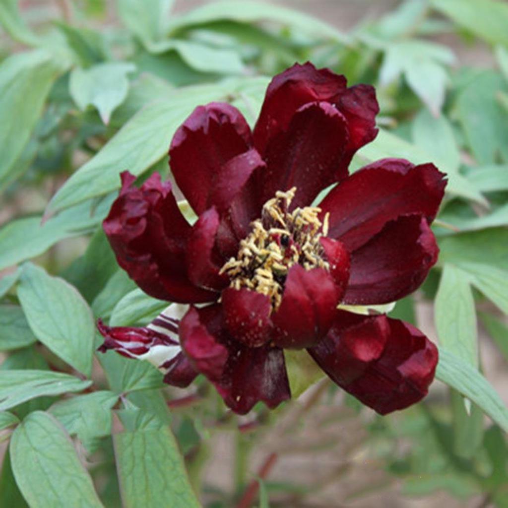 Bulbi Di Peonia Arbustiva, Peonie, Paeonia Suffruticosa, Seme Di Fiori - Foto 9