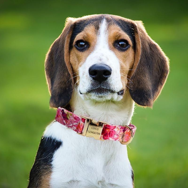 Blumen-Metallgravur Individuelles Haustierhalsband Leine für mittelgroße große Hunde Katzen