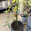 8Pcs Garden Stakes Coated Steel Plant Pole For Fixing Trees And Plants, Tomato Sticks Supports For Potted, Yard Plant Support