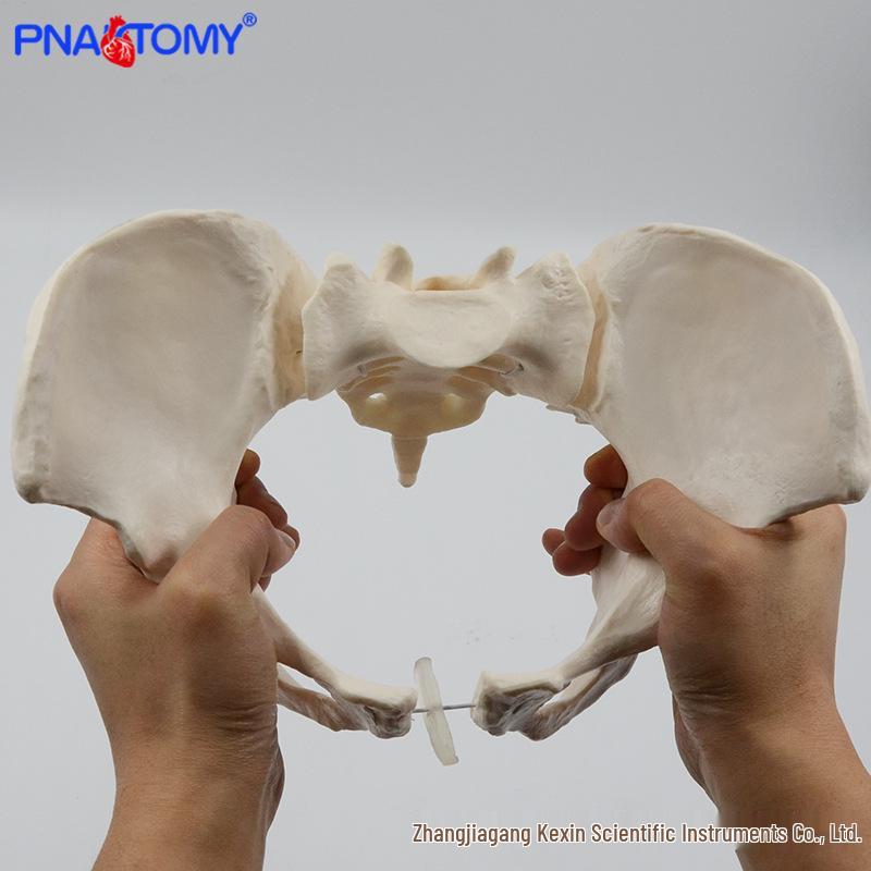 1:1 Female Pelvis Model with Movable Sacrum and Bendable Pelvic Floor Muscles PNT-T112