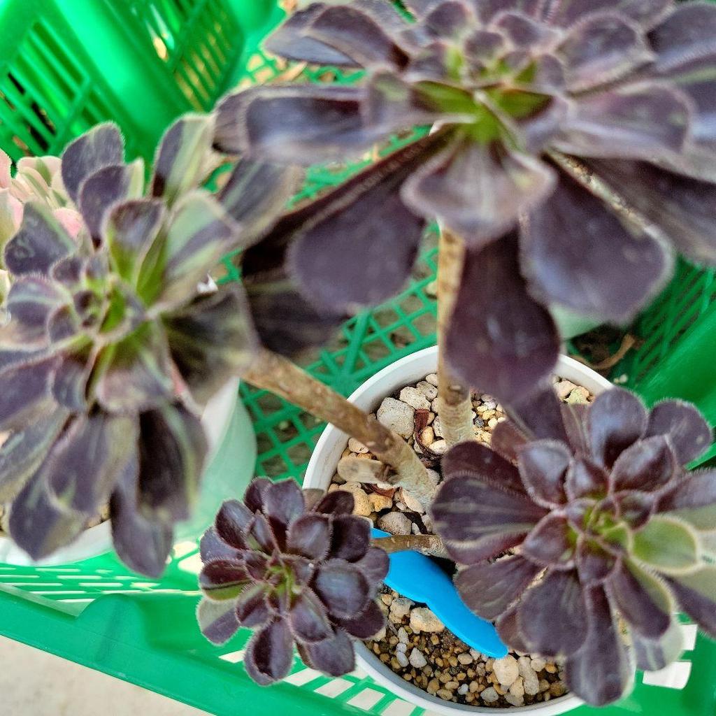 [USED] Big Bang Nishiki, Chameleon Nishiki, Aeo, Extra Large Clump, Uprooted Seedlings