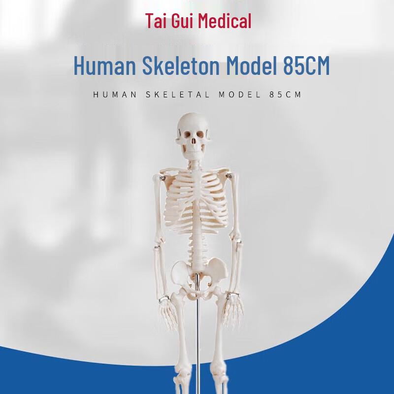 TAIGUI MEDICINE 85см Модель человеческого скелета