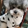 Hundekleidung Herbst Winter Warm Schnauzer Fah Bichon Teddy Klein Mittelgroßer Hund Netter Roter Pelzmantel Haustier Gepunkteter Hundemantel