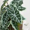 Reptile Plants Tropical Realistic Leaves Terrarium Tank Plant for Bearded Dragons Tortoises Tree Frogs Multiple Options
