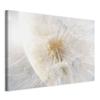 Image - Dandelion In the Sun (1-Part) Wide