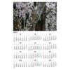 2027 CalendarFlower PostcardKyoto Daigoji TempleAncient Cherry Tree Trunk Branches Covered Lichen Softly Blooming Flowers MIRO
