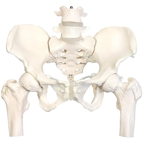 

KIYOMARU Pelvis Model with Thigh Bone, Moveable Human Body Model, Bone Model, Physiotherapist-Supervised Skeleton Representation, Female, with Stretch