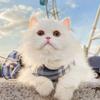 New Cat JK Skirt Traction Rope Cat Out Vest Traction Rope Walking Cat Rope Medium and Small Dog Pet Products