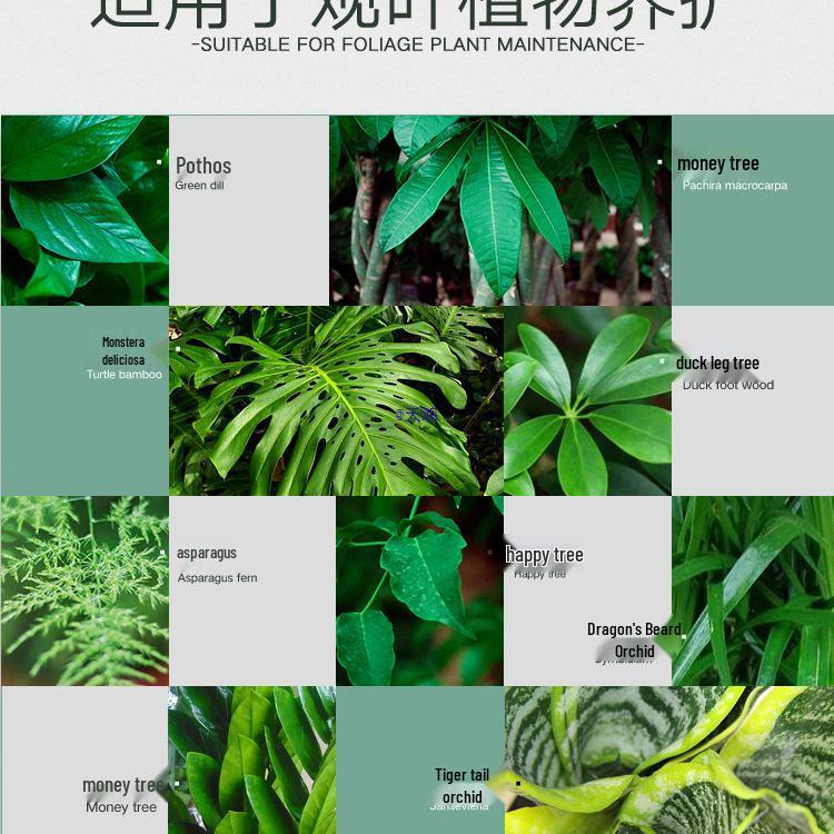 Stanley Dragon Tree Care: Nutrient Solution & General-Purpose Fertilizer for Healthy Green Plants