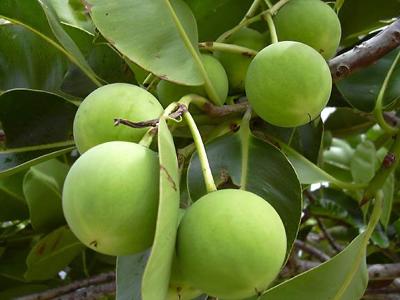 Organiczny olej tamanu 50ml