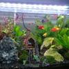 Realistics Rock Formation Aquariums Rock  Simulation Stone Fishes Tanks Decoration for Small Fishe Play and Hide