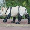 Hundeschuhe Wasserdicht Verstellbare Hundestiefel Regentag Haustier Atmungsaktive Schuhe Für Outdoor Spaziergänge Weiche Französische Bulldoggen Pfoten Schutz Y8A8