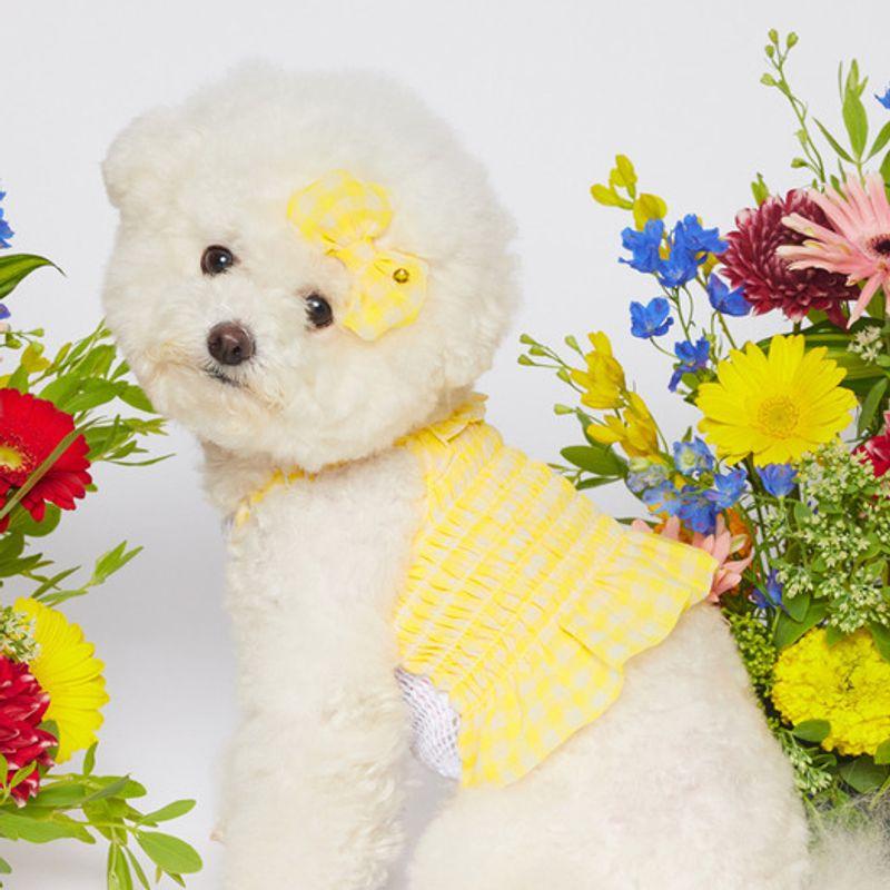 SALTYHEARTY Hello Crop Blouse New Check YELLOW