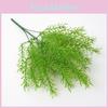 Cochinchinensis Asparagus Plant For Interior Decoration Events Photography
