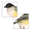 Miniature Birds Decor Animal Sculpture Simulation Bird Figurines Sparrow Figures for Bookshelf Home