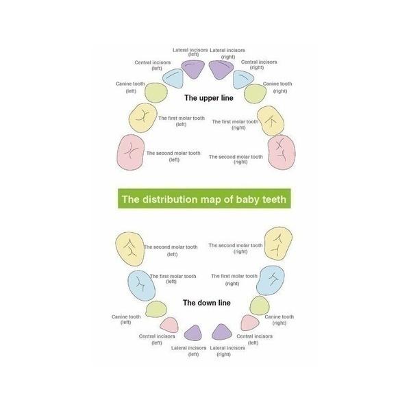 10 Sprachen: Englisch, Niederländisch, Spanisch, Portugal, Französisch, Russland. Baby-Zahnbox aus Holz, Organizer, Milchzähne, Aufbewahrung, Zähne sammeln, Nabelschnur, Gifs speichern