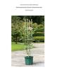 Free Shipping Clematis & Rose Climbing Frame Plant Support
